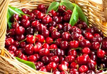 Ciliegie, maltempo dimezza raccolto. Confagricoltura: comparto in ginocchio