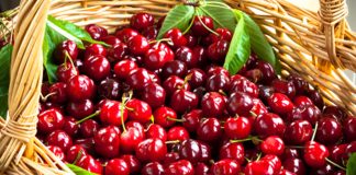 Ciliegie, maltempo dimezza raccolto. Confagricoltura: comparto in ginocchio