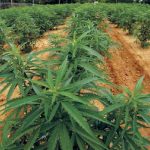 Cannabis light, vietata la vendita a prescindere dalla percentuale di Thc