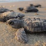 Cilento, nuova schiusa. Tartarughe Caretta Caretta raggiungono il mare