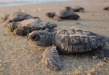 Volontari scoprono nidi di Caretta Caretta ad Ascea e Marina di Eboli