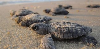 Cilento, nuova schiusa. Tartarughe Caretta Caretta raggiungono il mare