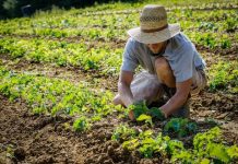 Covid-19, arriva il “contadino di scorta” per salvare raccolti e animali