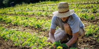 Covid-19, arriva il “contadino di scorta” per salvare raccolti e animali