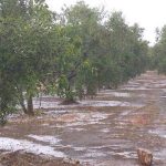 Maltempo, la “tropicalizzazione” raddoppia le grandinate estive