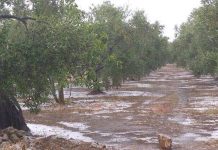 Maltempo, la “tropicalizzazione” raddoppia le grandinate estive