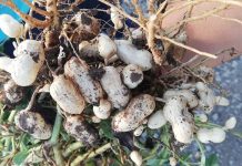 In provincia di Salerno tornano le arachidi 100% italiane