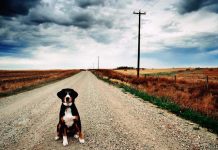 Quando l’uomo abbandona il suo migliore amico: cosa fare e a chi rivolgersi