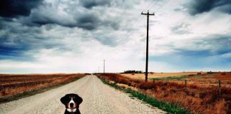 Quando l’uomo abbandona il suo migliore amico: cosa fare e a chi rivolgersi