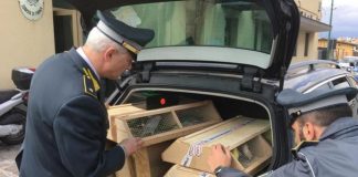 Canarini strapazzati e armi, sequestri della Gdf di Catania sulla nave proveniente da Salerno