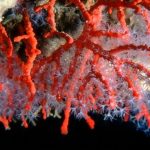 Costiera Amalfitana, corallo raccolto illegalmente: “50 anni per riparare al danno”