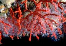 Costiera Amalfitana, corallo raccolto illegalmente: “50 anni per riparare al danno”