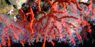 Costiera Amalfitana, corallo raccolto illegalmente: “50 anni per riparare al danno”