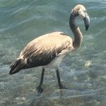 Il Bello delle migrazioni: Cilento ristoro di fenicotteri