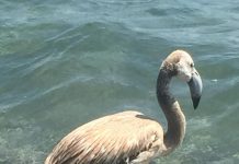 Il Bello delle migrazioni: Cilento ristoro di fenicotteri