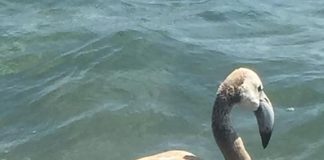 Il Bello delle migrazioni: Cilento ristoro di fenicotteri