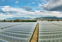 Piana del Sele, terreni agricoli ad alta vulnerabilità da nitrati. Regione in ritardo sulle direttive europee