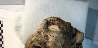 Paestum, nuova scoperta. Affiora una testa di travertino