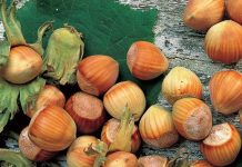 Tonda di Giffoni, produzione in calo ma qualità elevata