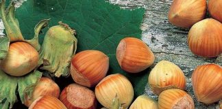 Tonda di Giffoni, produzione in calo ma qualità elevata