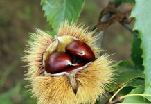 Castagne, il clima pesa sulla produzione: in calo del 40-50%