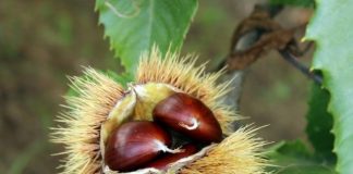 Castagne, il clima pesa sulla produzione: in calo del 40-50%