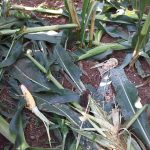 Allarme cinghiali, l’economia del Cilento in ginocchio