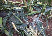 Allarme cinghiali, l’economia del Cilento in ginocchio