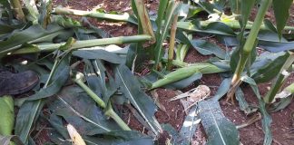 Allarme cinghiali, l’economia del Cilento in ginocchio