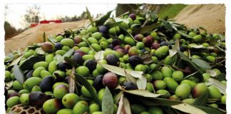 Raccolta e molitura delle olive nell’area archeologica di Paestum