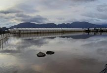 Maltempo danneggia coltivazioni nell’Agro: l’allarme della Coldiretti