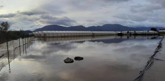 Maltempo danneggia coltivazioni nell’Agro: l’allarme della Coldiretti