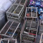 Detenzione di fauna protetta, controlli e denunce nel salernitano