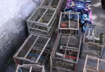 Detenzione di fauna protetta, controlli e denunce nel salernitano