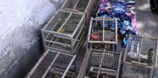 Detenzione di fauna protetta, controlli e denunce nel salernitano