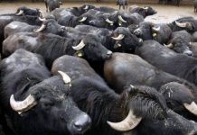 Capaccio, operaio muore travolto da una mandria di bufale