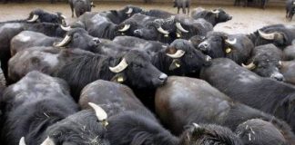 Capaccio, operaio muore travolto da una mandria di bufale