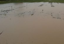 Maltempo, danni ingenti alle coltivazioni