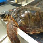 Salerno, tartaruga incastrata tra lenze e corde salvata dai volontari dell’Enpa
