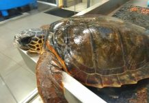 Salerno, tartaruga incastrata tra lenze e corde salvata dai volontari dell’Enpa