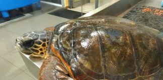 Salerno, tartaruga incastrata tra lenze e corde salvata dai volontari dell’Enpa
