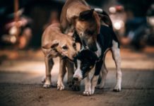 Tutela animali, in Campania nasce il 118 veterinario