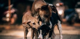 Tutela animali, in Campania nasce il 118 veterinario