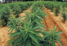 Cannabis light: le mafie ringraziano, le aziende chiudono