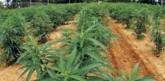 Cannabis light: le mafie ringraziano, le aziende chiudono