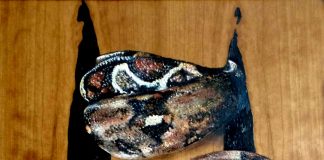 Alla scoperta dell’arte con Ross Carpentieri