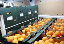 Spremuta solidale, la filiera pulita delle arance senza sfruttamento