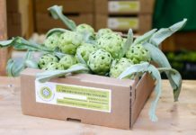 A Bianco Tanagro il riconoscimento “Sagra di qualità”. Lunedì la consegna al Senato