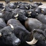 Un tavolo dei sindaci a sostegno del comparto bufalino e zootecnico