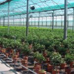 Calano le vendite di prodotti freschi. Settore florovivaistico in profonda crisi